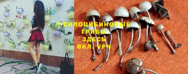 PSILOCYBIN Аркадак
